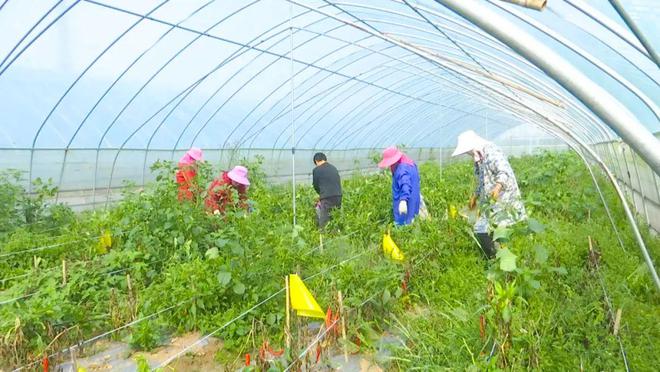 辣椒致富路 探索蔬菜瓜果種植的多元增收模式