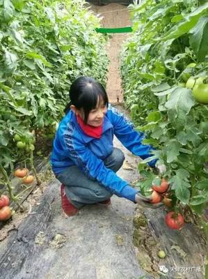 靜海禾晟蔬菜園 在泥土芬芳中，重拾記憶里的老味道