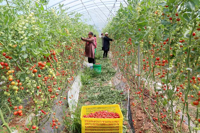 訂單農業助力增收，柏樹鄉蔬菜瓜果種植采摘服務鋪就致富路