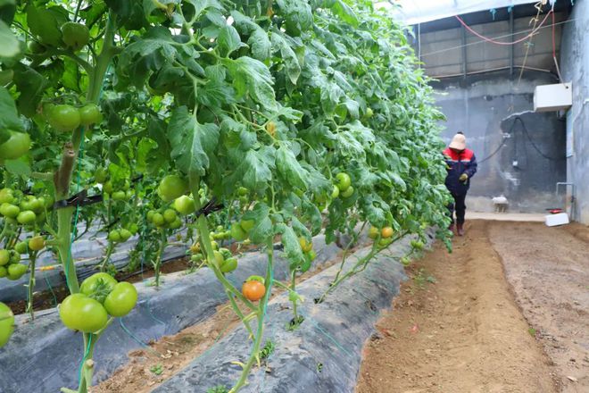 城陽春節樂享指南 室內樂園嗨玩，田園采摘尋鮮，家門口的年味之旅