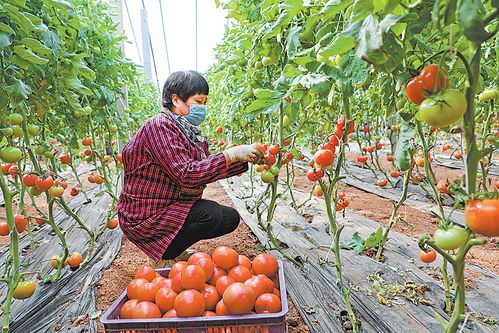 保障“菜籃子”不斷檔 防疫背景下的蔬菜瓜果種植與采摘服務新模式