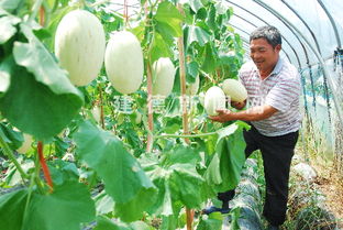 立體種植新模式 瓜果飄香效益高，采摘服務助增收