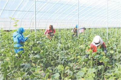 定西岷縣 溫室黃瓜迎來豐收季，特色種植與采摘服務繪就產業新圖景