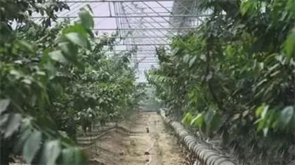 石家莊26個風光秀麗的現代農業園區，你去過哪一個？——蔬果采摘體驗指南