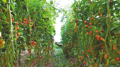 巴彥淖爾市 番茄豐收“珠玉滿棚” 蔬菜瓜果種植采摘服務助農增收