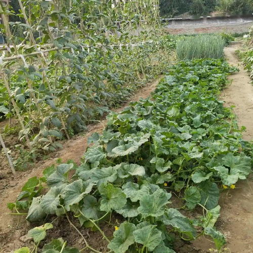 精播細種，靜候豐收 為您心中的最美小菜園投下寶貴一票