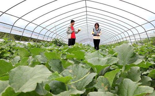 甜蜜之旅 西峰區甜瓜種植基地的采摘體驗與田園服務
