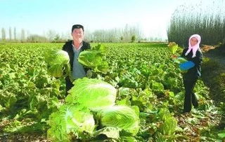 豐收季，周末帶孩子來這里 DIY手指蔬菜采摘與田園種植體驗