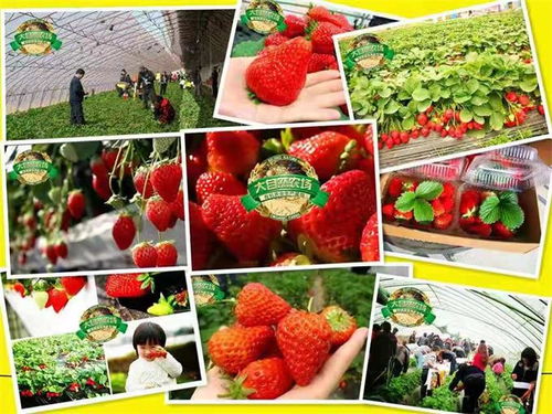 探訪海淀大自然農場 不只草莓，蔬果蘑菇更是主角的田園樂土