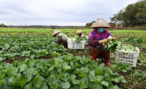 采摘蔬菜、擴大供應量——“蔬菜瓜果種植基地”如何助力秋季購銷高峰期