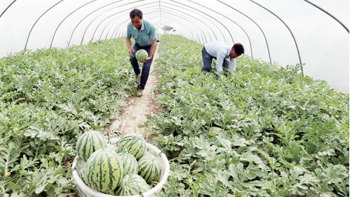 助農紓困迎豐收 蔬菜瓜果種植及采摘服務助力鄉村振興