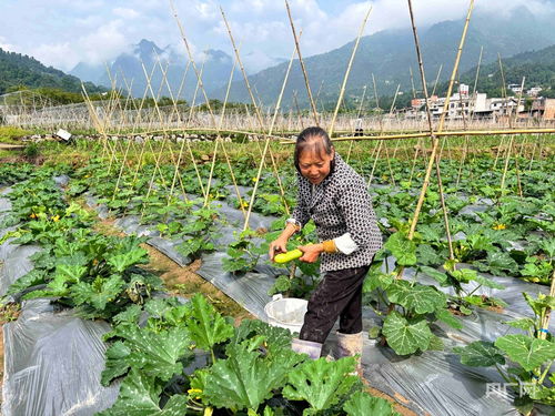 鄉村振興看貴州丨錯峰種菜巧布局 特色產業賦能增收 蔬菜瓜果種植及采摘服務