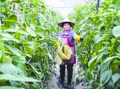 漳浦盤龍蔬菜基地日均采摘1萬公斤辣椒甜椒 蔬菜瓜果種植及采摘服務日益紅火